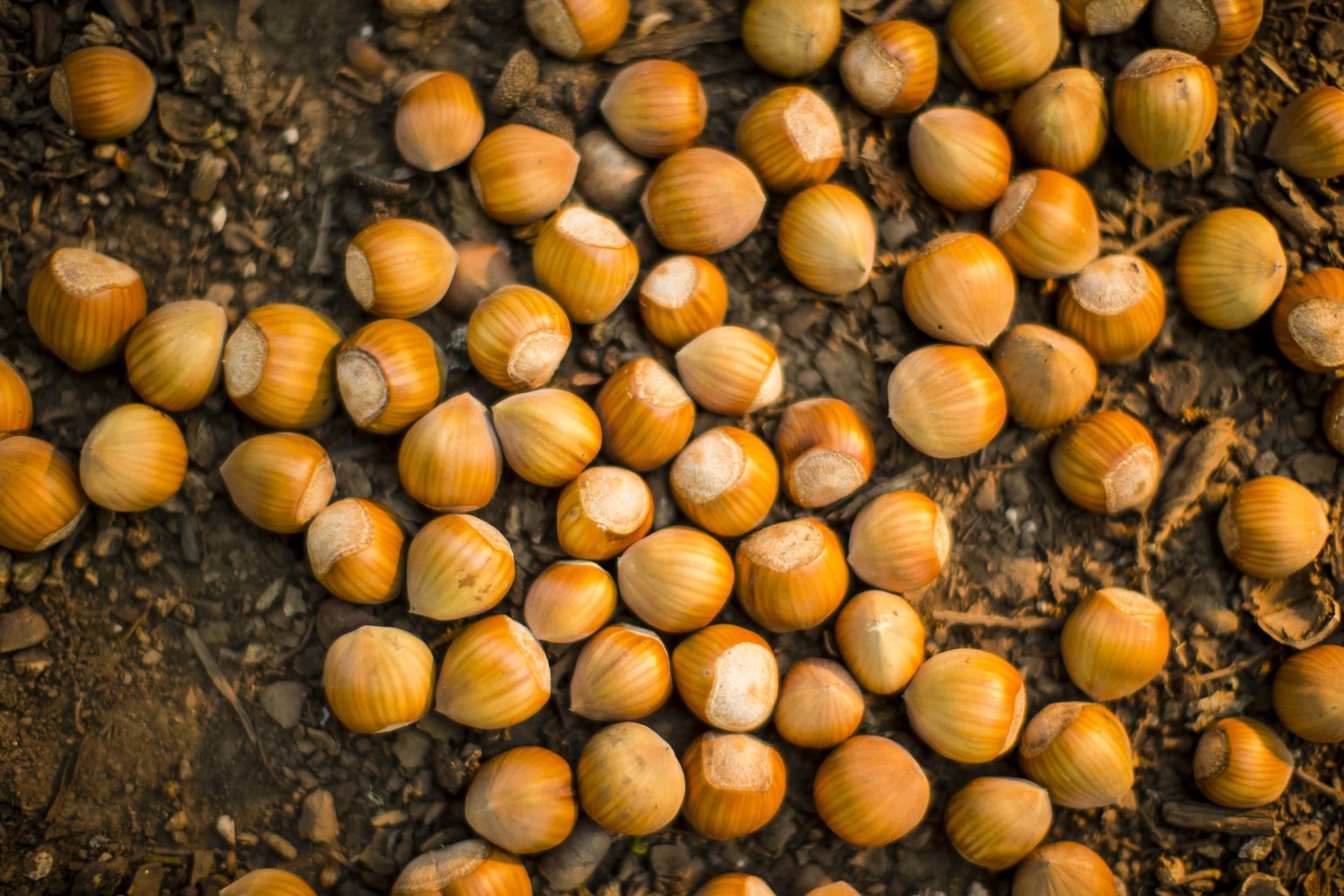 That's a Wrap for Harvest 2018! Oregon Hazelnut Industry